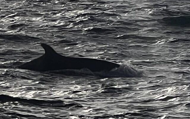 False killer whales (a species of dolphin) seen off the coast of Herzliya in central Israel on July 2, 2023. (Uri Eger) False killer whales (a species of dolphin) seen off the coast of Herzliya in central Israel on July 2, 2023. (Uri Eger)