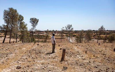 A man stands by cut trees at the Tabqa Reserve near the village of Jaabar, in Syria's northeastern Raqa governorate, on July 11, 2023. (Delil Souleiman/AFP)