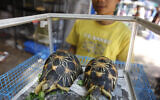 Radiated tortoises, originally a native species of southern Madagascar, are on display during an annual flora and fauna expo in Jakarta, Indonesia, July 29, 2010. (Dita Alangkara/AP)