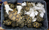 Illustrative: A Malaysian Customs official holds an exotic tortoise smuggled from Madagascar at a news conference at Customs office in Sepang, Malaysia, on May 15, 2017. (Daniel Chan/AP)