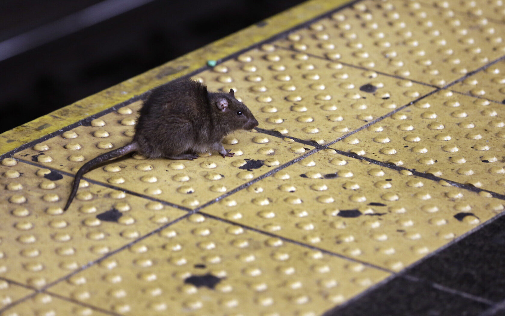 Daily Briefing Aug 14: Alleged Jewish-Iranian spy & why rats may decide ...