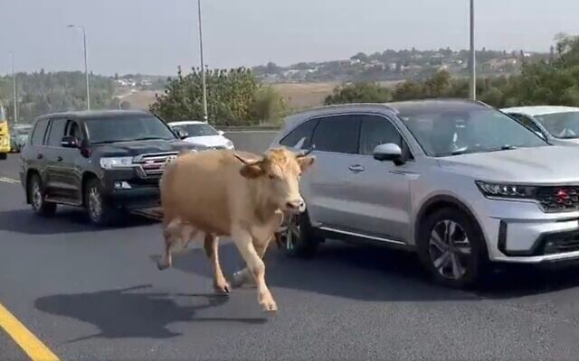 Screen capture from video of an escaped cow running along Route 1, August 13, 2023. (X. Used in accordance with Clause 27a of the Copyright Law) Screen capture from video of an escaped cow running along Route 1, August 13, 2023. (X. Used in accordance with Clause 27a of the Copyright Law)