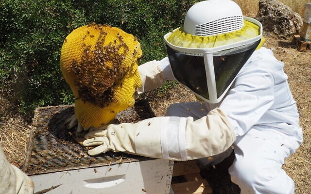 A team members checks on a honeycomb statue of the emperor Hadrian at the Israel Museum in Jerusalem, May 2023. (Israel Museum/ Natalie Peselev Stern)