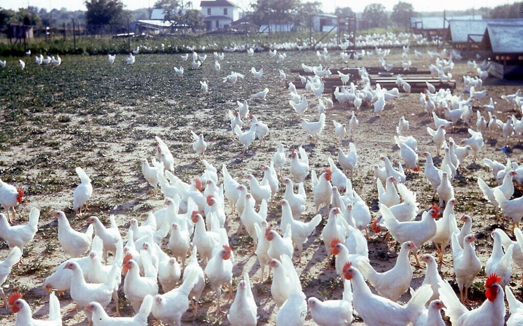 A family-owned poultry farm in Vineland, New Jersey, in the 1950s. Roughly 1,000 Holocaust survivors settled on similar poultry farms at the time in southern New Jersey.  (Photo by Max Salier)