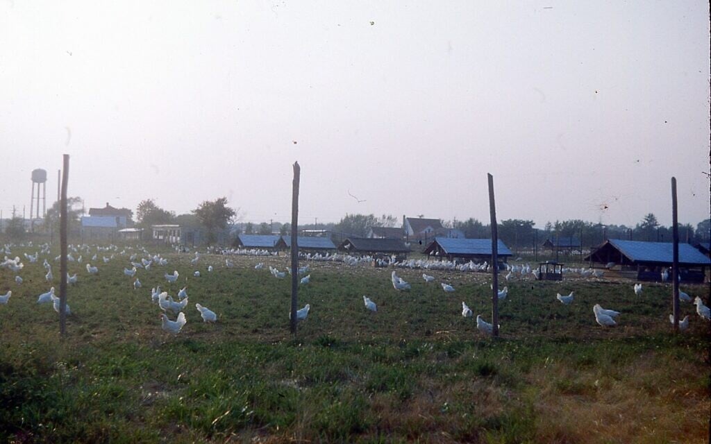 A family-owned poultry farm in Vineland, New Jersey, in the 1950s. Roughly 1,000 Holocaust survivors settled on similar poultry farms at the time in southern New Jersey.  (Photo by Max Salier)
