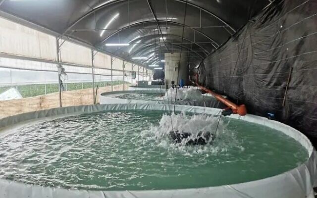 An aquaculture farm in Jenin set up with the support of the Israeli Agriculture Ministry and the Civil Administration (Gov.il/Ministry of Agriculture and Rural Development) An aquaculture farm in Jenin set up with the support of the Israeli Agriculture Ministry and the Civil Administration (Gov.il/Ministry of Agriculture and Rural Development)