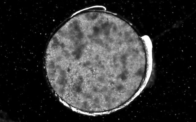 A heart model grown from stem cells (screenshot courtesy of Tissue Dynamics)