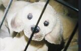 Screenshot from the Agriculture Ministry's new campaign against pirate puppy mills, August 2, 2023 (video screenshot)