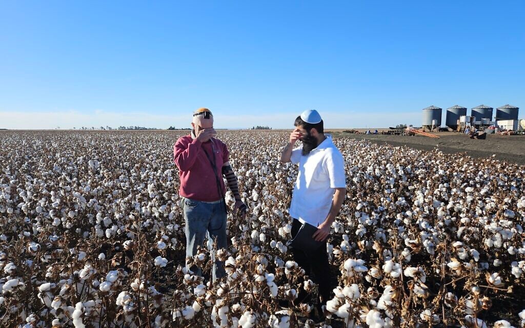 Rabbi Mendel Zarchi helps Howard Rother lay tefillin at his cotton farm in Cecil Plains, in the Australian state of Queensland. (Courtesy of Rabbi Menachem Aron via JTA)