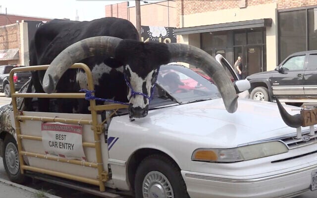 A Watusi bull named Howdy Doody sits in the passenger seat of a car owned by Lee Meyer on Wednesday, Aug. 30, 2023 in Norfolk, Nebraska. (News Channel Nebraska via AP) A Watusi bull named Howdy Doody sits in the passenger seat of a car owned by Lee Meyer on Wednesday, Aug. 30, 2023 in Norfolk, Nebraska. (News Channel Nebraska via AP)