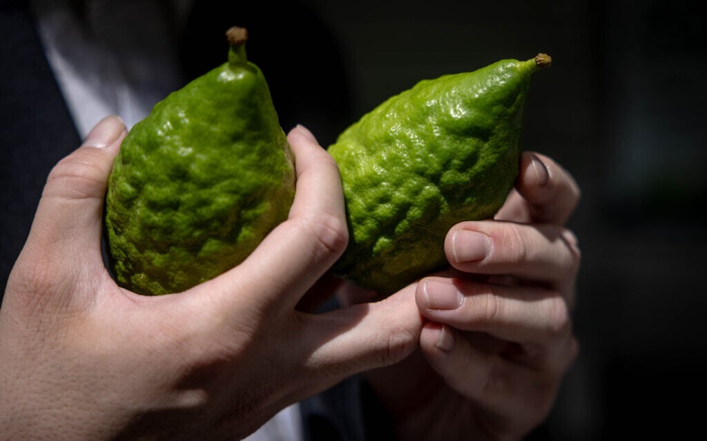 Illustrative: An ultra-Orthodox Jewish man examines an etrog (citron) in the Jerusalem neighborhood of Meah Shearim on September 20, 2023 ahead of the Jewish holiday of Sukkot. (Arie Leib Abrams/Flash90)