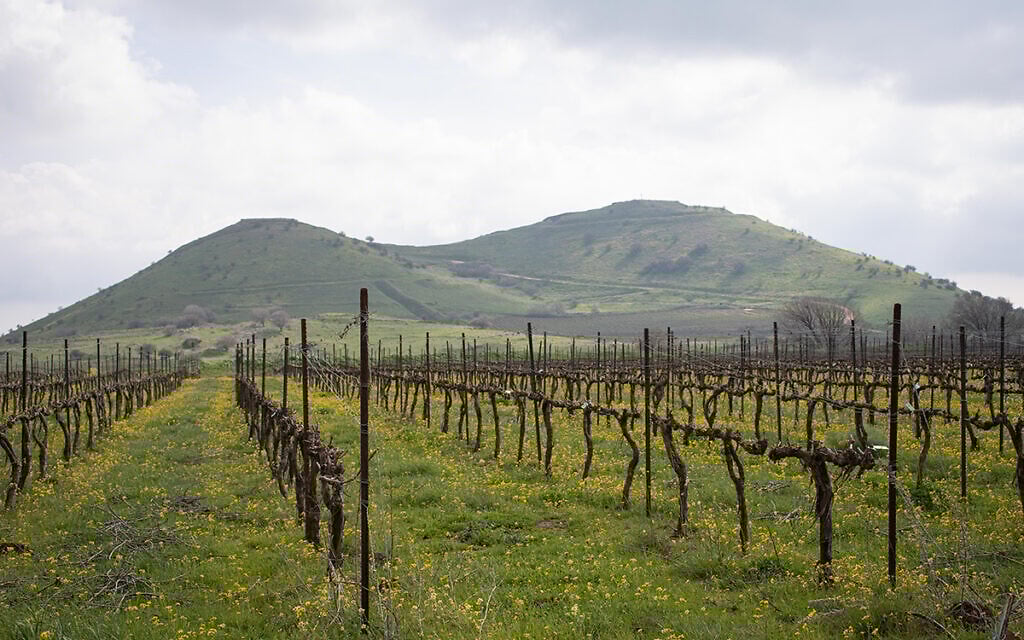 Kibbutz Ortal in the Golan Heights has created three-day tours commemorating 50 years since the Yom Kippur War, visiting battlefields and wineries, including its own Shifon Winery (Courtesy Kibbutz Ortal) Kibbutz Ortal in the Golan Heights has created three-day tours commemorating 50 years since the Yom Kippur War, visiting battlefields and wineries, including its own Shifon Winery (Courtesy Kibbutz Ortal)