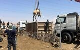 A camel being seized during a police operation in the Negev desert, Sept. 1, 2023. (Israel Police Spokesperson)