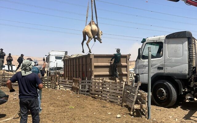 A camel being seized during a police operation in the Negev desert, Sept. 1, 2023. (Israel Police Spokesperson) A camel being seized during a police operation in the Negev desert, Sept. 1, 2023. (Israel Police Spokesperson)
