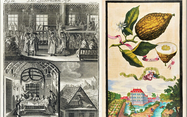 Art and materials on display at 'Etrog: The Wandering Fruit' include, from left: Johann Bodenschatz's 'Kirchliche Verfassung der heutigen Juden,' Erlangen, 1748, showing various Sukkot scenes, and 'Nürnbergische Hesperides, oder Gründliche Beschreibung der edlen Citronat, Citronen, und Pomerantzen-Früchte,' a fanciful depiction of the fruit by Johann Christoph Volkamer, Nuremberg, 1708-14. (Courtesy the Bernard Heller Museum of Judaica)