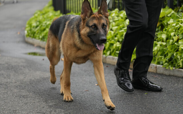 US President Joe Biden's dog Commander, a German shepherd, is walked outside the West Wing of the White House in Washington, April 29, 2023. (AP Photo/Carolyn Kaster, File) US President Joe Biden's dog Commander, a German shepherd, is walked outside the West Wing of the White House in Washington, April 29, 2023. (AP Photo/Carolyn Kaster, File)