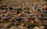 Illustrative: Foreign workers work at an onion farm on August 12, 2016. (Yaniv Nadav/Flash90)
