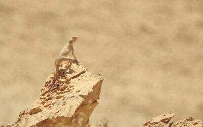 A lizard perches on a rock in the newly declared Ramat Mazar Nature Reserve in the Negev Desert, southern Israel. (Arieh Rosenberg, Israel Nature and Parks Authority)