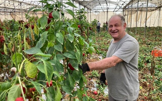Benny Anderman stands in a greenhouse next to vines of rotten red bell peppers, Moshav Talmei Eliyahu, November 15, 2023. (Mati Wagner / The Times of Israel)