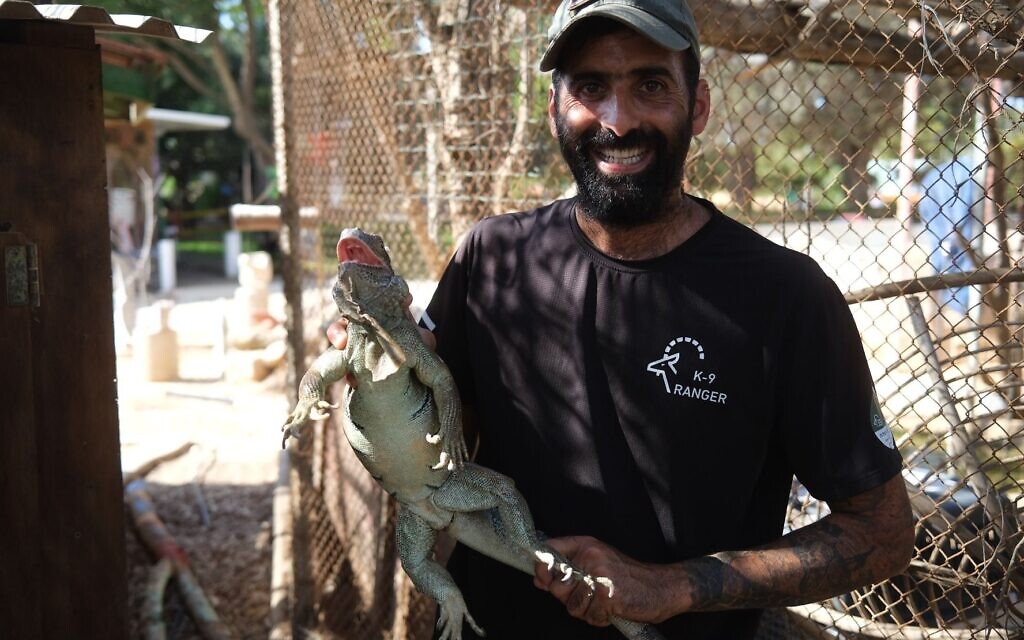 An iguana being evacuated from Kibbutz Be'eri on the Gaza border, southern Israel, October 13, 2023. (Hadar Moran, for the Israel Nature and Parks Authority)
