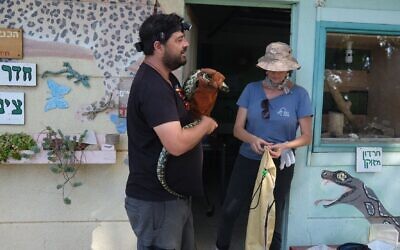 A snake being evacuated from Kibbutz Be'eri on the Gaza border, southern Israel, October 13, 2023. (Hadar Moran, for the Israel Nature and Parks Authority)