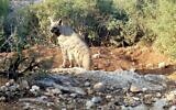 A striped hyena in a screen grab from an undated video, Israel Nature and Parks Authority via Walls (Used in accordance with Clause 27a of the Copyright Law)