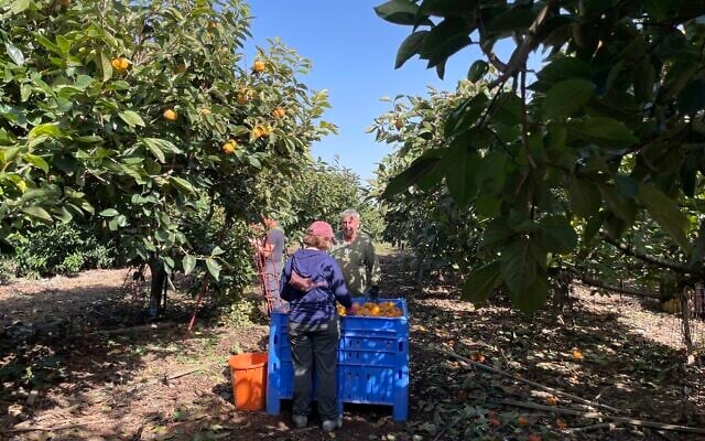 Picking persimmons in Rishpon in December 2023 (Jessica Steinberg/Times of Israel)