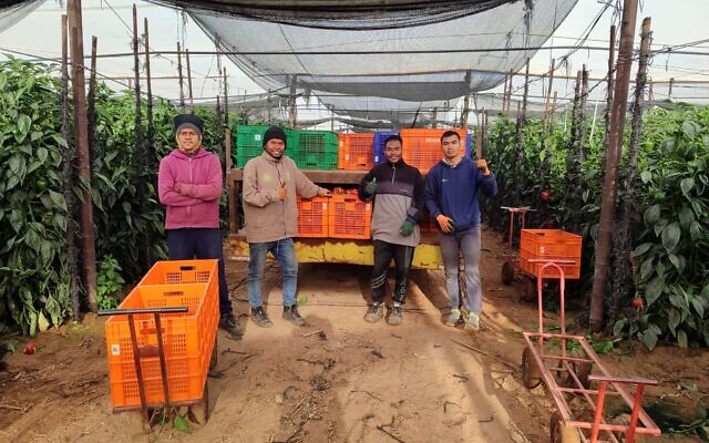 Indonesian agricultural interns at work in the fields of Moshav Paran in the Arava Valley. (Arava International Center for Agriculture Training)