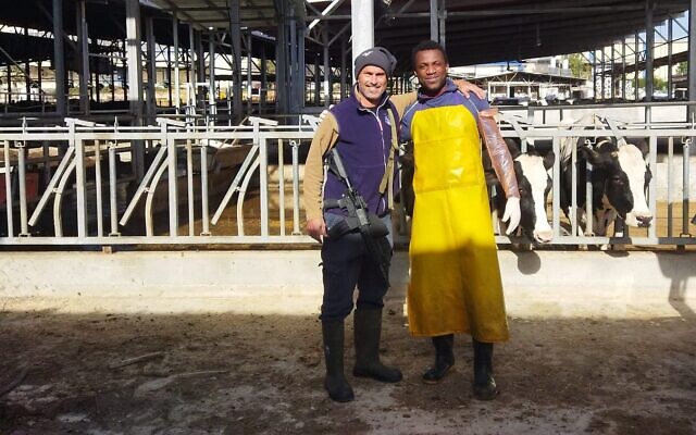 Illustrative: Dairy farm manager Gabo Altmark, a member of the Zikim civil guard, helped prevent Hamas terrorists from entering the kibbutz on October 7, pictured with Ghanian trainee Kwabena Frimpong on Kibbutz Zikim, December 2023. (Bernard Dichek)