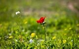 Photographer Eyal Bribram's photos of anemones beginning to bloom in Israel's south, in January 2024 (Courtesy)