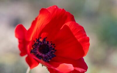 Photographer Eyal Bribram's photos of anemones beginning to bloom in Israel's south, in January 2024 (Courtesy)