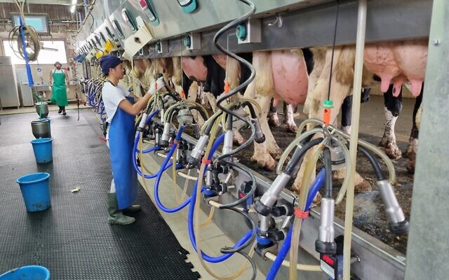 Phearan Ke, a Cambodian intern, at work at the Gvar’am milking station which uses advanced technology and which produces 40 liters per cow per day, December 2023. (Bernard Dichek)