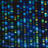 Undated image made available by the National Human Genome Research Institute shows the output from a DNA sequencer. (NHGRI via AP, File)