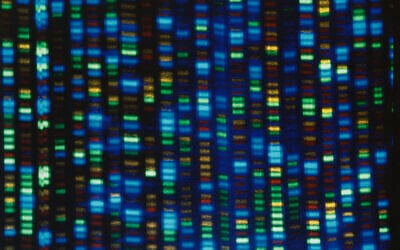 Undated image made available by the National Human Genome Research Institute shows the output from a DNA sequencer. (NHGRI via AP, File)