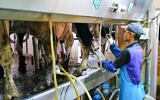 A worker milking cows at a cowshed in the Golan Heights, on October 26, 2023. (Michael Giladi/Flash90)