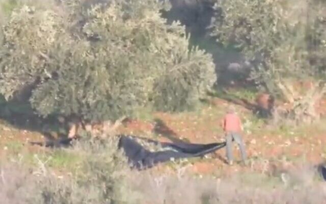 Israeli settlers allegedly stealing from Palestinian olive trees in the northern West Bank on January 8, 2024. (Screen capture/X) Israeli settlers allegedly stealing from Palestinian olive trees in the northern West Bank on January 8, 2024. (Screen capture/X)