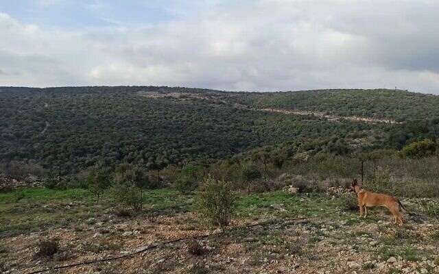 The view from Moshav Shtula to southern Lebanon. (Hadas Lahav)
