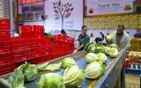 Sorting cabbages that would otherwise go to waste at Leket's center in Gan Haim, central Israel, November 2023. (Amir Yaakobi)