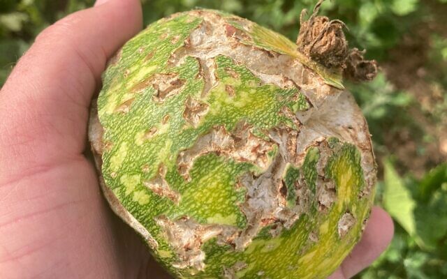 A pumpkin damaged in a hailstorm at the central Israeli moshav Hatzav, April 2023. (Yuval Ezra)