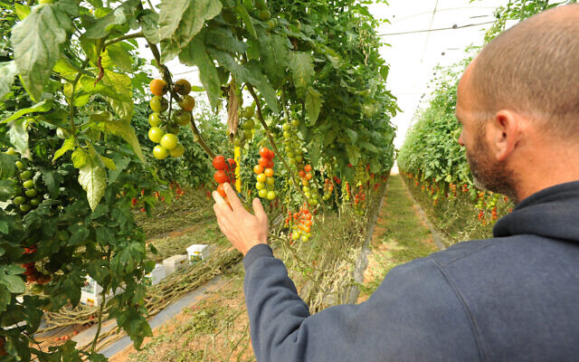 A farmer in Kadesh Barnea, in the Negev, inspects the condition of cherry tomatoes, after heavy rains that caused floods in the Negev Desert, February 2024. (Gili Yaari/Flash 90)