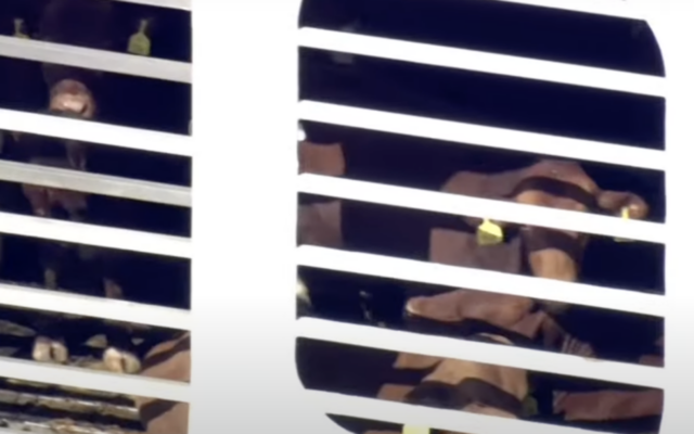 A view of the MV Bahijah, loaded with 14,000 sheep and 2,000 cattle, off the coast of Western Australia, February 1, 2024 (Screenshot: Sky News Australia, used in accordance with Clause 27a of the Copyright Law)