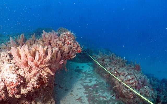 Taking underwater measurements in the Mediterranean Sea. (Shay Zilberman, Israel Oceanographic and Limnological Research Institute) Taking underwater measurements in the Mediterranean Sea. (Shay Zilberman, Israel Oceanographic and Limnological Research Institute)