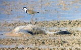 A dead crane in a flooded field in the Hula Valley. (Nadav Israeli, Society for the Protection of Nature in Israel)