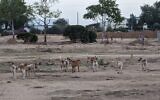 Feral dogs from the Gaza Strip seen near to Kibbutz Re'im, southern Israel. (Nimrod Cohen)