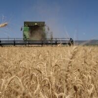 For illustration: A farmer harvests wheat in the Hula Valley, northern Israel, May 17, 2023. (Ayal Margolin/Flash90)