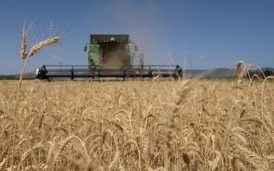 For illustration: A farmer harvests wheat in the Hula Valley, northern Israel, May 17, 2023. (Ayal Margolin/Flash90)