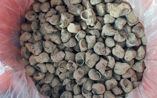 South Asian snails confiscated from incoming Thai workers at Ben Gurion Airport, February 2024. (Agriculture Ministry). South Asian snails confiscated from incoming Thai workers at Ben Gurion Airport, February 2024. (Agriculture Ministry).