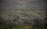 Groves of olive trees in the lower Galilee, northern Israel, February 7, 2019. (Hadas Parush/Flash90)