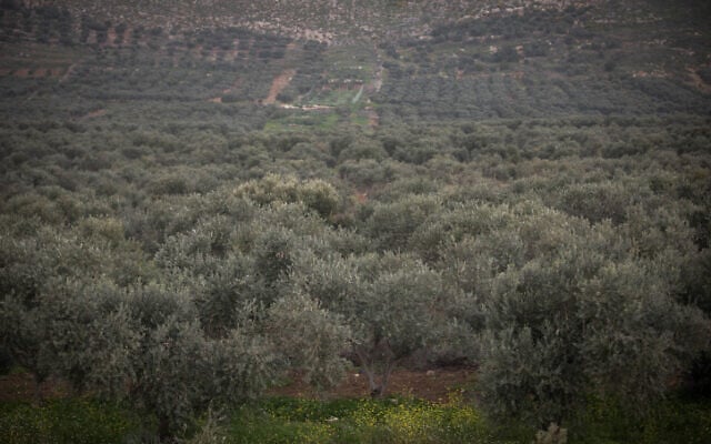 Groves of olive trees in the lower Galilee, northern Israel, February 7, 2019. (Hadas Parush/Flash90) Groves of olive trees in the lower Galilee, northern Israel, February 7, 2019. (Hadas Parush/Flash90)