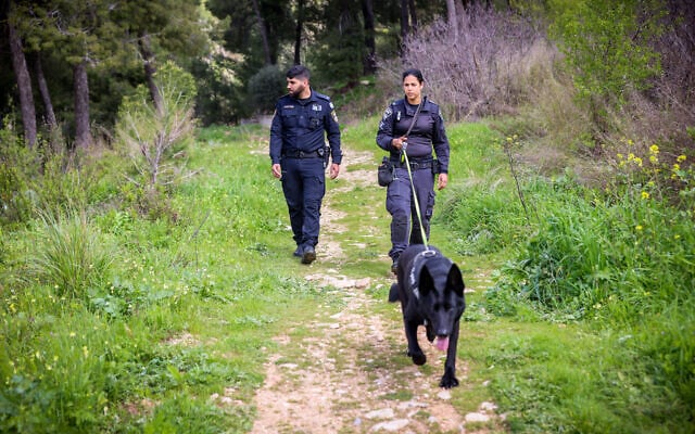 Police search for 9-year-old Haymanut Kasau, at a forest in the northern city of Safed, March 10, 2024. (David Cohen/Flash90)